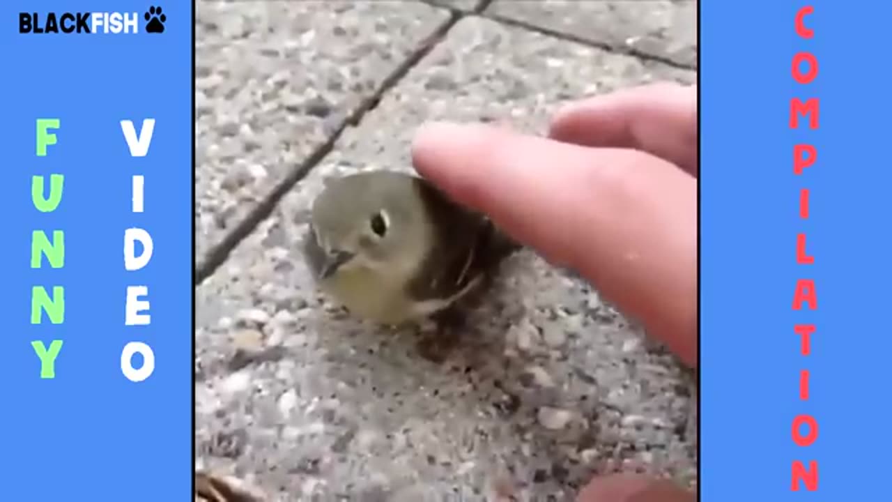 Try not to laugh 3 - Animal fails😂😂
