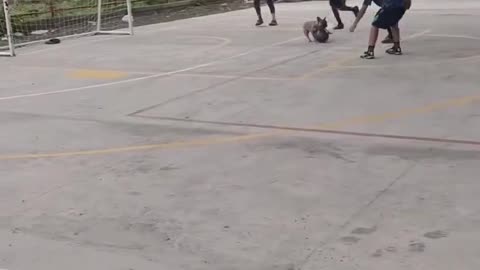 dog scores a goal like a pro — unbelievable! ⚽