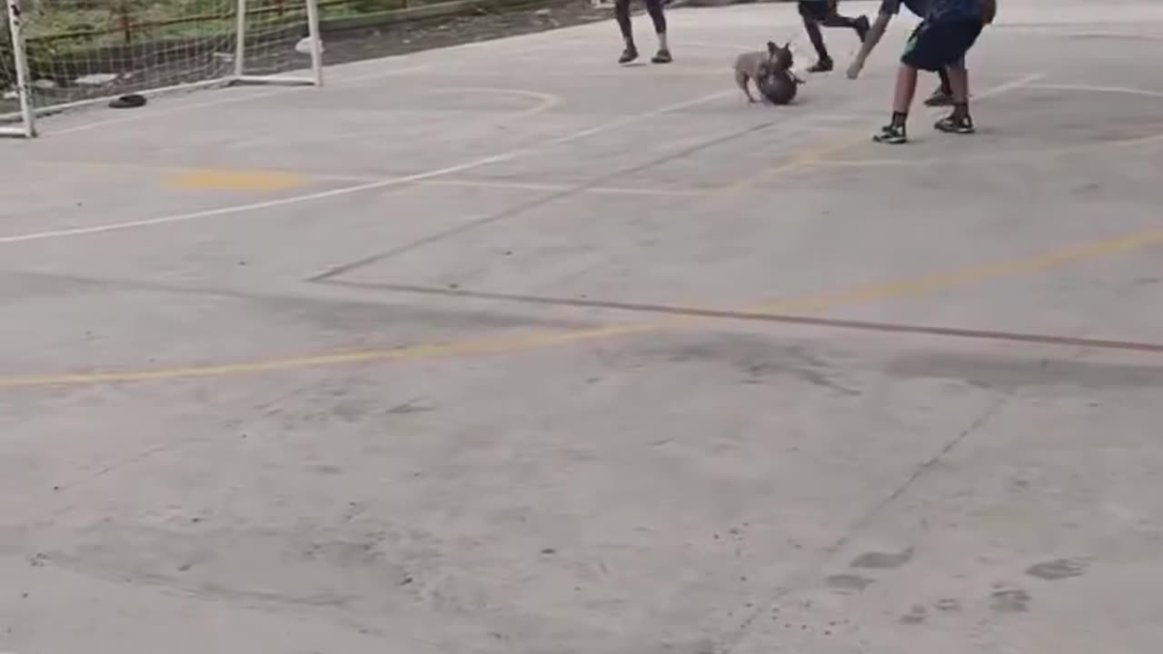 dog scores a goal like a pro — unbelievable! ⚽