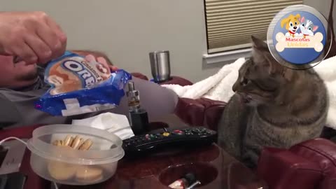 Funny cat video