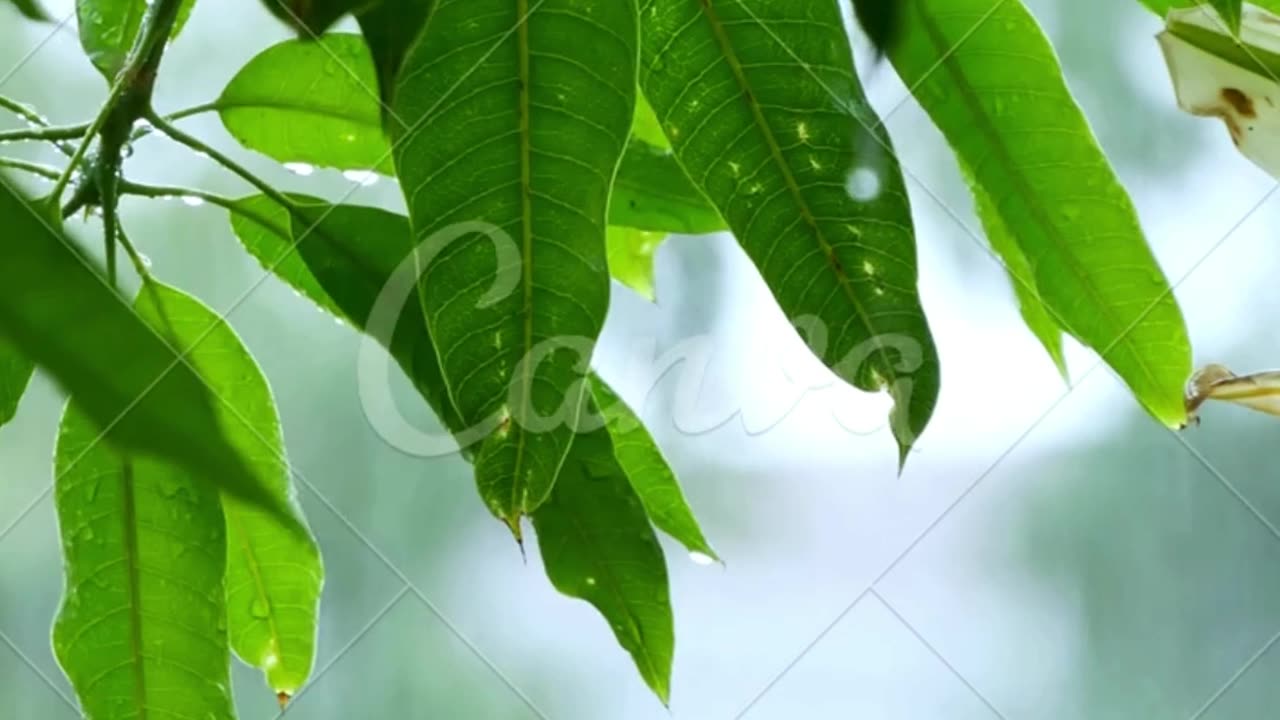 Rain