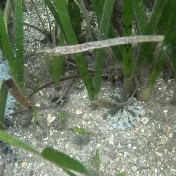 Snorkeling Day! #jellyfish