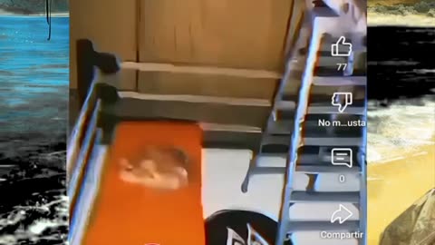 Just shorts videos - Follow 😜😋!!!!!!!