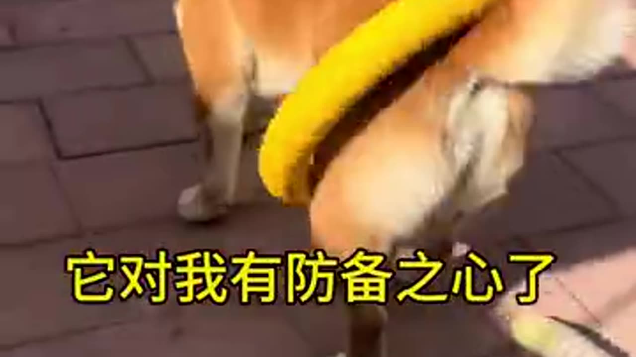 狗与人之间最基本的信任崩塌了