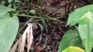 Imagine going hiking and running into this. I don't even know what my next move would be