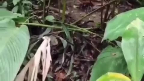 Imagine going hiking and running into this. I don't even know what my next move would be