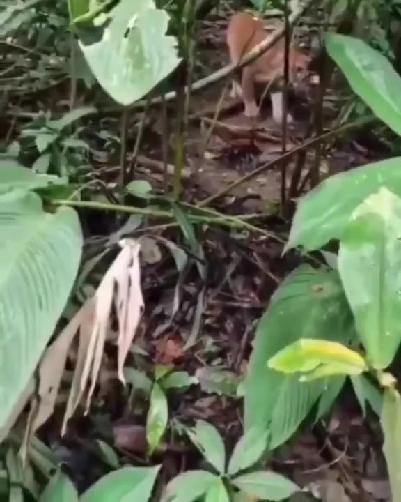 Imagine going hiking and running into this. I don't even know what my next move would be