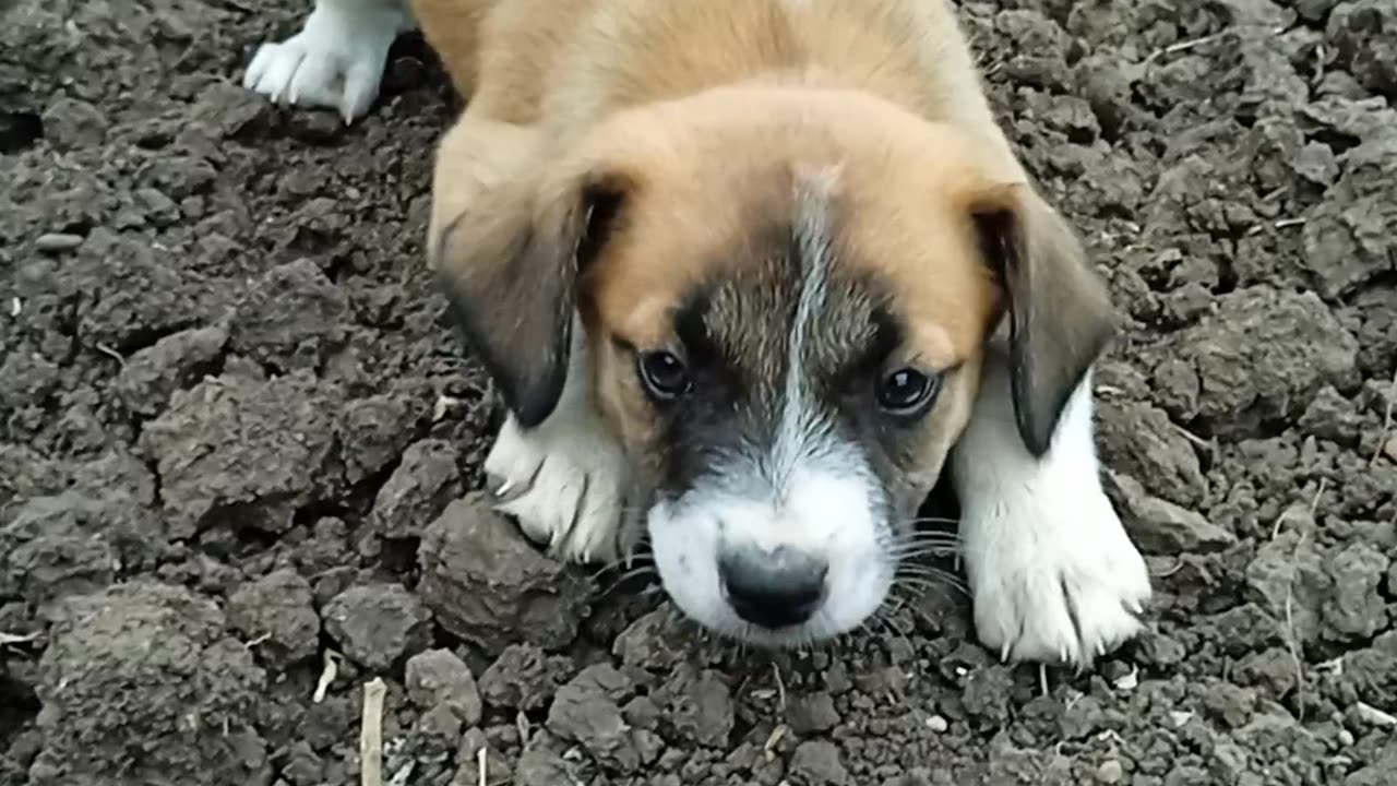 Cutest Puppy