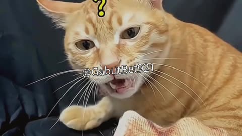 funny cat