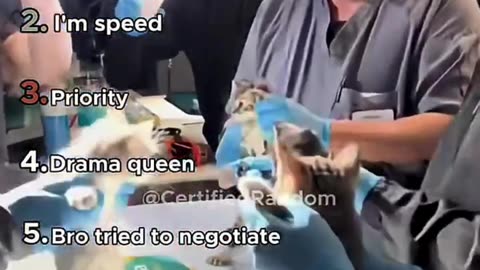 🐾😂 Funniest Animal Vet Moments | Try Not To Laugh!#FunnyAnimals 😂 #VetLife 🩺 #CuteCats 🐱
