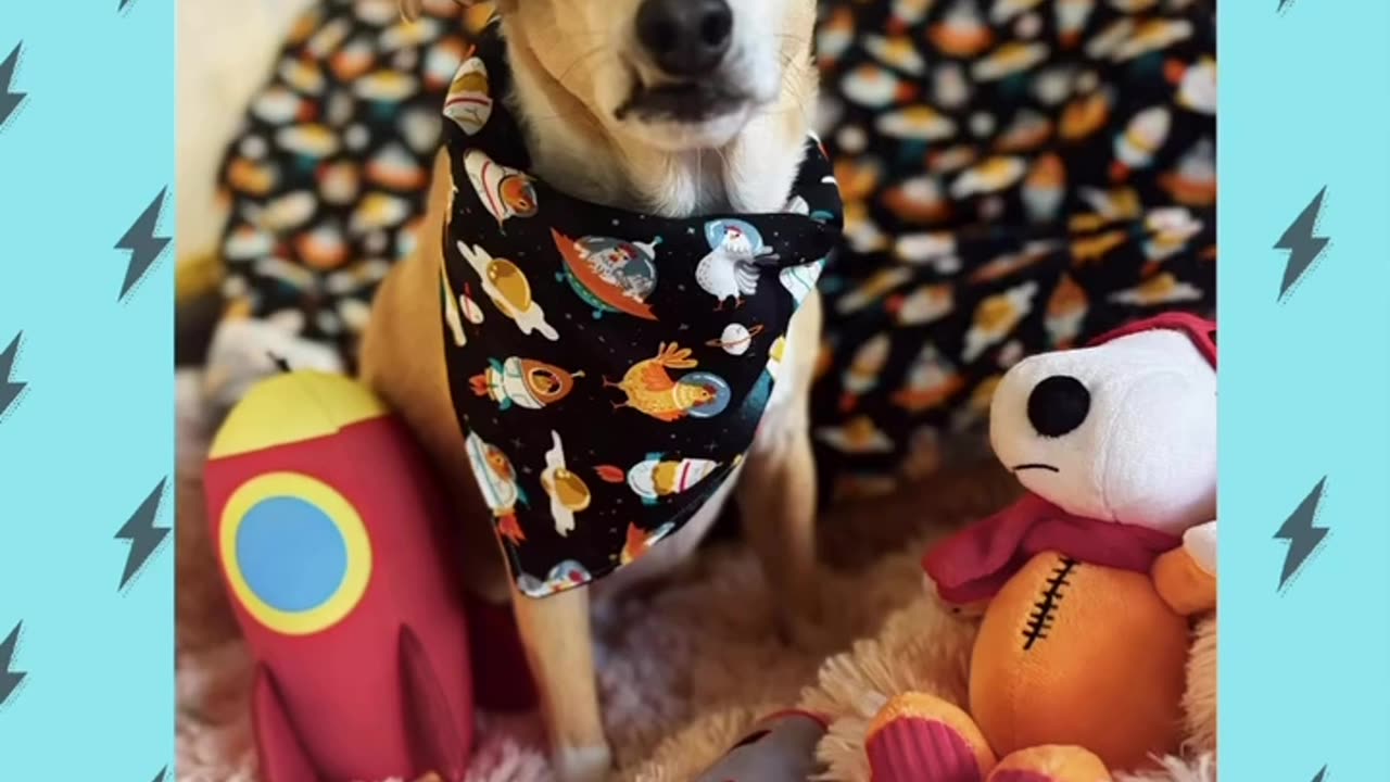 Space Chicken Pup Fits