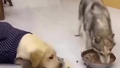 Funny Husky vs Labrador Eating Competition 🐶😂 | Try Not to Laugh!