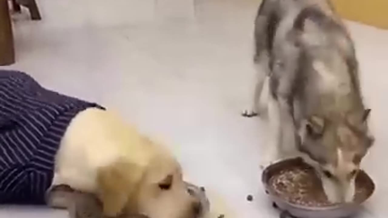 Funny Husky vs Labrador Eating Competition 🐶😂 | Try Not to Laugh!