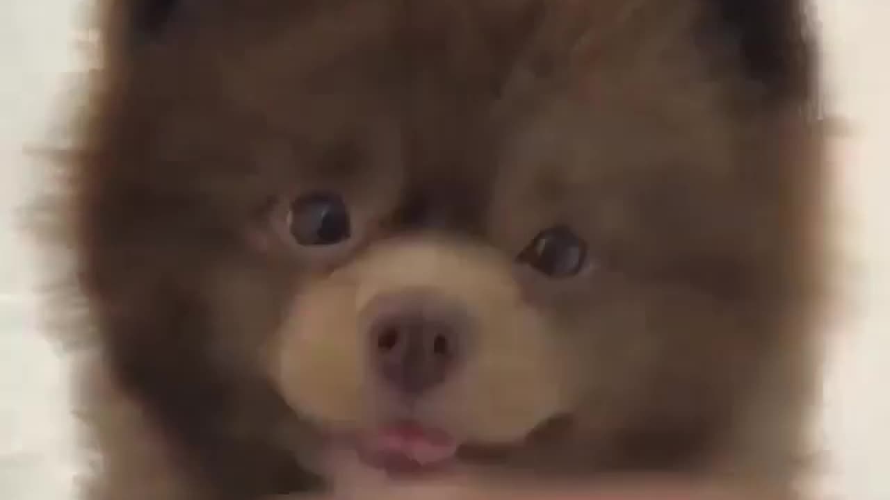 Fun Animals