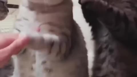 handshake with kitties😍