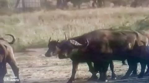 Buffalo vs Lion: The Fight That Shook the Savannah 😱💥 | Who Will Survive?”