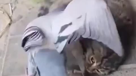 Cat and bird fighting