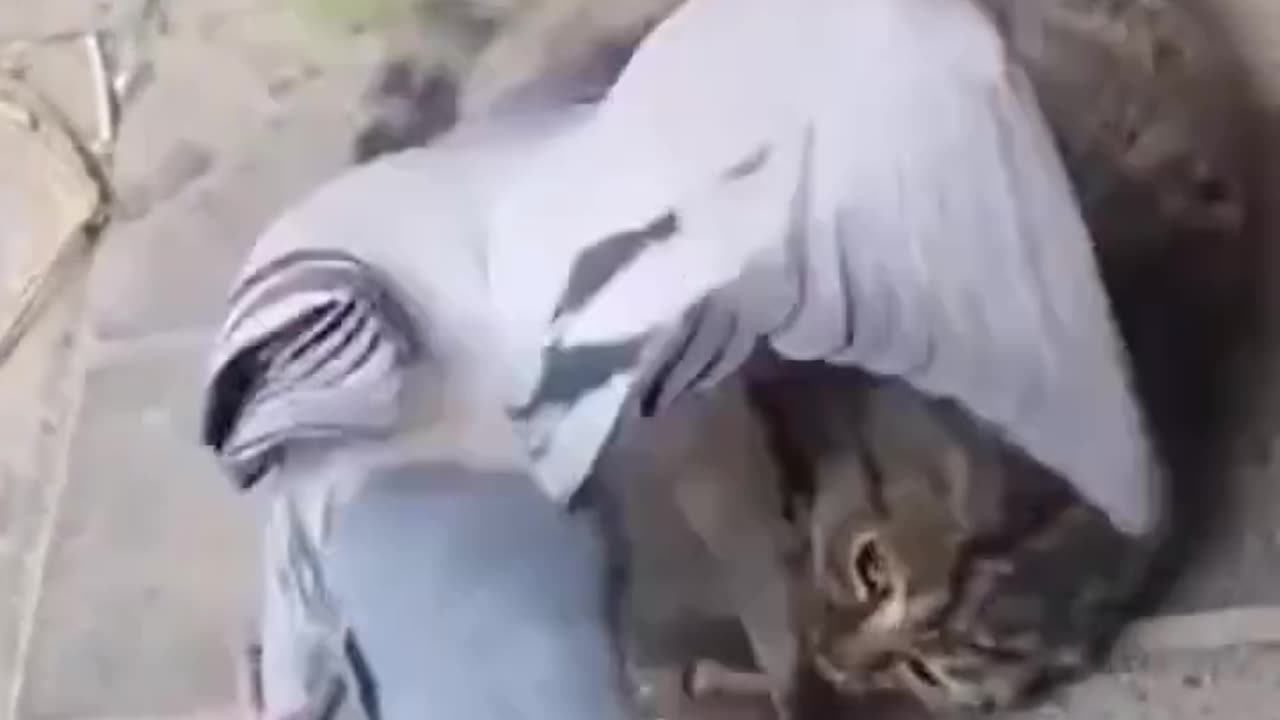 Cat and bird fighting