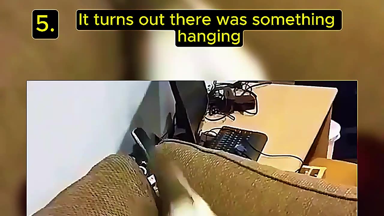 Random 5 Cat Video