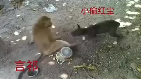 Dog and monkey funny fight 🤣