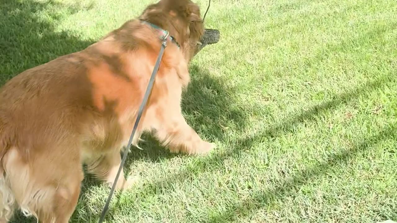 Dog Turns Log Into Squirrel Camouflage