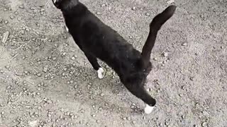 Cat asking me to stop.