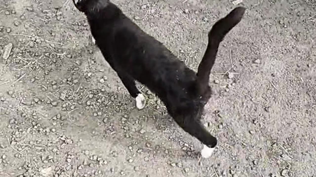 Cat asking me to stop.