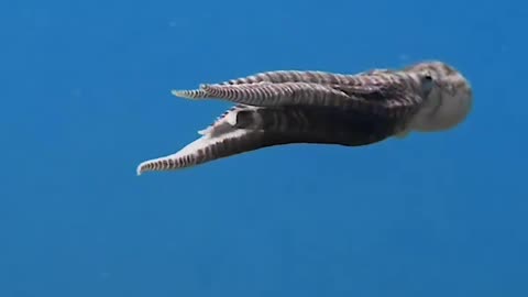 Octopus Swim