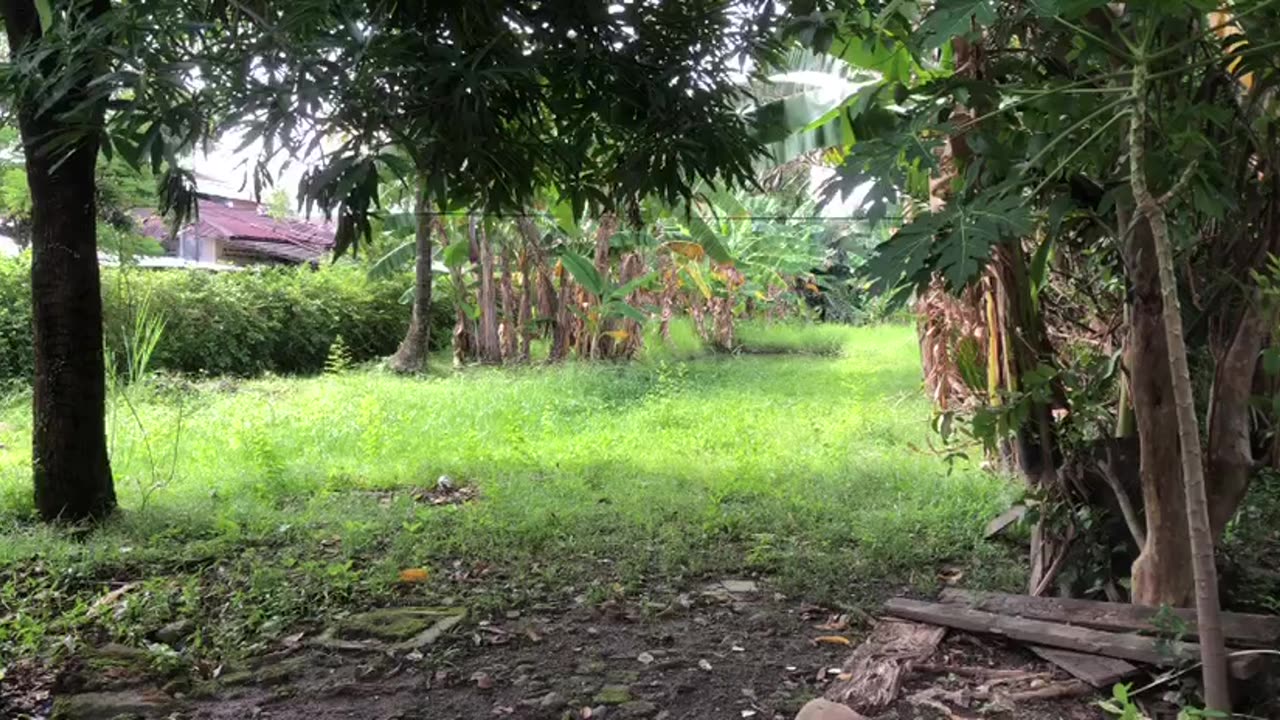 Enjoying the Breeze in an Abandoned Field at Noon