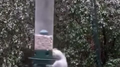 squirrel fun