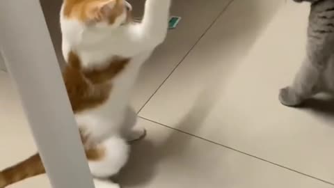 Funny Cat Fighting