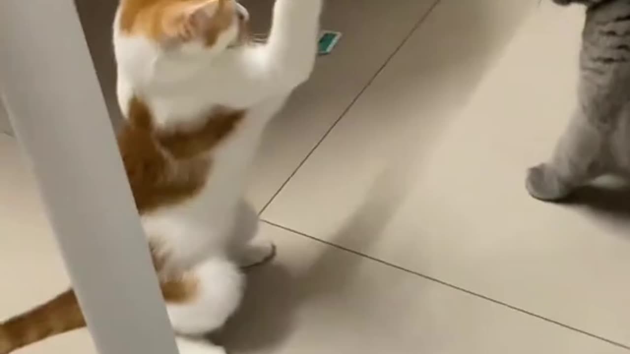 Funny Cat Fighting