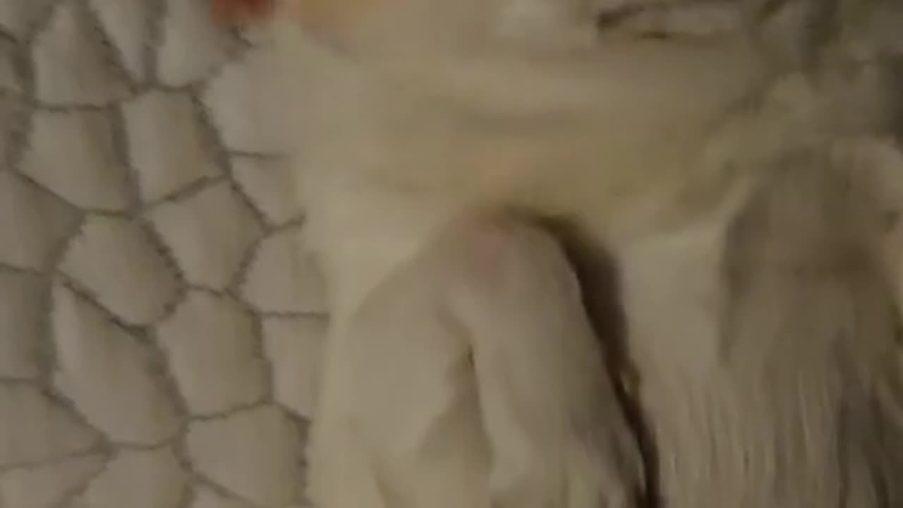 Teddy Waiting Patiently For Headpats