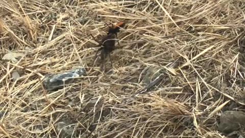 🧠✨ Tarantula Hawk Vs. T巨大! Nature's Most Incredible Predator | FeedMyCuriosity