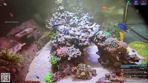 24/7 Real Live Reef Stream