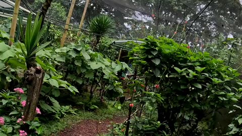Butterfly Garden in Costa Rica