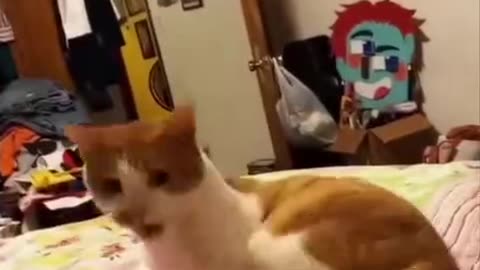 Funny Cats Vs Their Tail 🤣