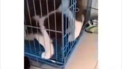 Funniest Cats and Funniest Dogs best ever