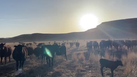 Just Cows on a Pasture. cartercountrymeats.com