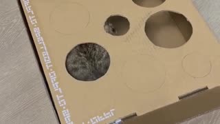 Homemade cat toys that your cat can play with all day if you don't stop her