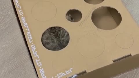 Homemade cat toys that your cat can play with all day if you don't stop her