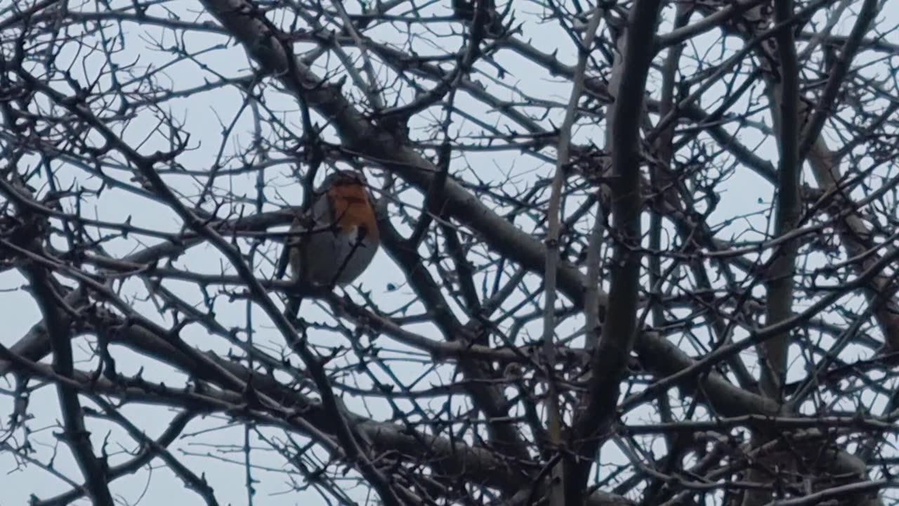 Nice Robin In A Tree