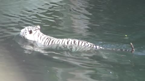 Temaikén l. (Escobar, Argentina)