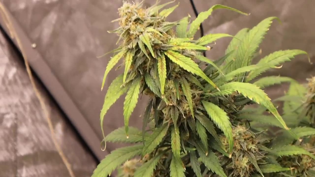 How to grow organically Indoors old youtube