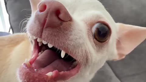 Do you like the Kuchi Kuchi