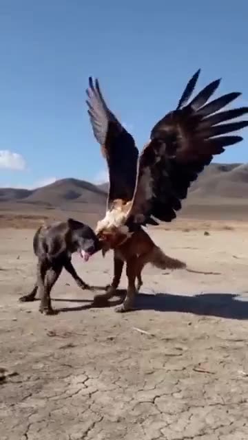 Eagle Vs Dog