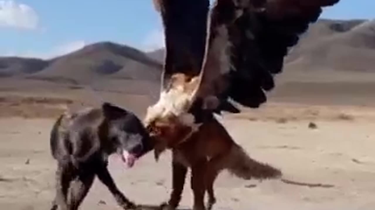 Eagle Vs Dog