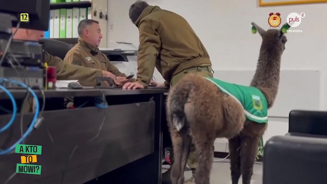 A kto to mówi? - odc.3 (03.09.2025)