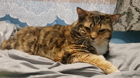 Ultimate Cat Couch Potato Moment: Pure Adorableness