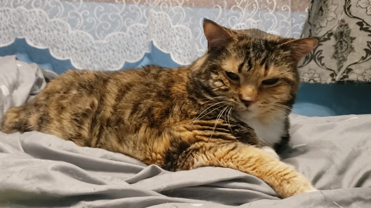 Ultimate Cat Couch Potato Moment: Pure Adorableness